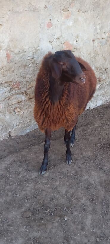 balasına sud verməyən qoyuna nə deyirlər: Salam erkeydi ekiztay ata anasida ozu kimi qanqırmızı heyvandi — 3