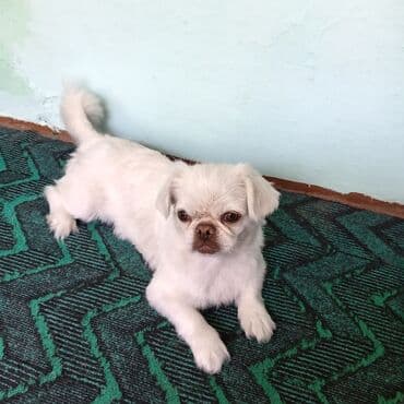 pişik bala: Pekines, 7 ay, Dişi — 1