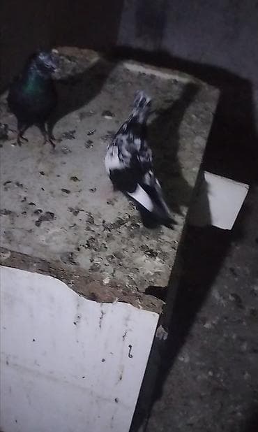 tap az goyercin satisi: Cins: dekorativ göyərçin (qara rəngli, baş və burun nahiyəsində ağ — 6