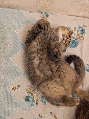 şotlant pisiyi: Şotland yastı qulaq — 1