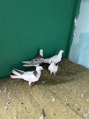 qaz linda: Qiymet 1 ne aitdi — 4