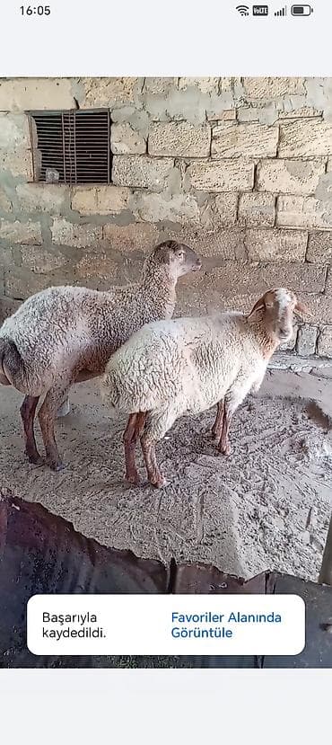 Qoyunlar, qoçlar: Qoyunlar – 2 baş, kərə 1 qarına dogacag ağ bas isə 3 qarın. Tam sağlam — 3