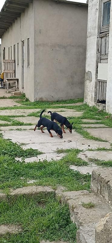 ov iti satilir: Miniatür pinçer, 7 ay, Erkek — 9