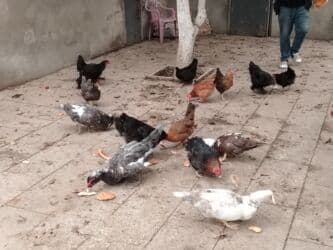 yerli inekler: Başlıq:Ev quşları Təsvir: Həyət quşları satılır: - Ördeyin xoruzu – — 3