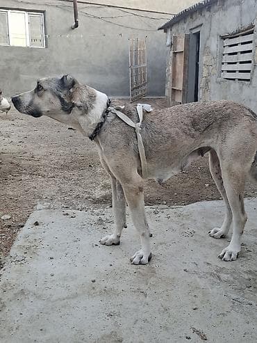 bakida itlerin satisi: Qurdbasar, 2 il, Dişi, Ünvandan götürmə — 10