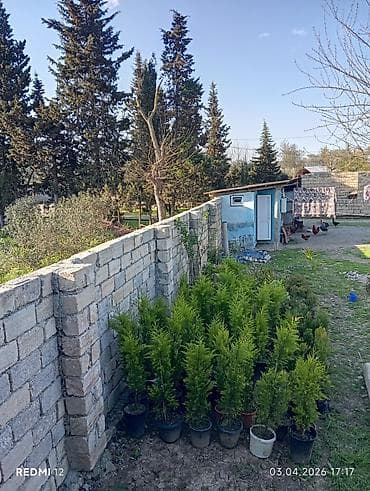 Dekorativ leylandii/tuya tipli həmişəyaşıl iynəyarpaqlı ağaclar