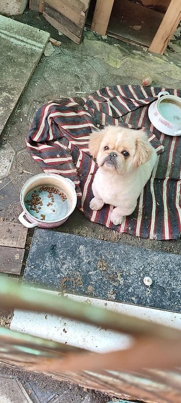 tap az toyuq: Pekines — 4