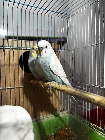 Bala verən hazır cütlərdi 1dəfə bala alınıb pula ehtiyyac olduğu üçün lalafo.az -da Bala verən hazır cütlərdi 1dəfə bala alınıb pula ehtiyyac olduğu üçün