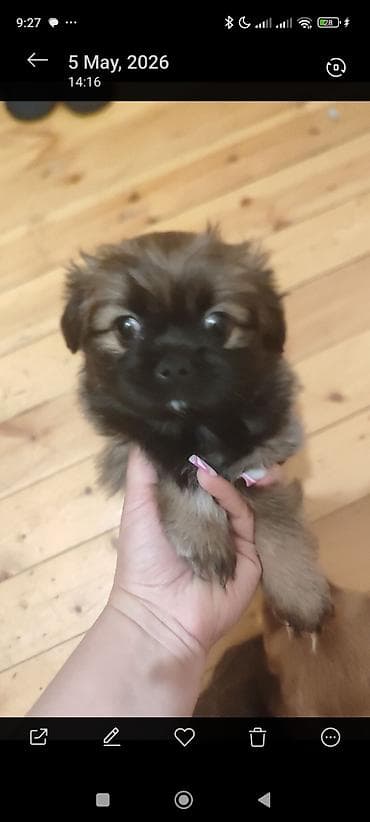 pekines itler: Pekines, 1 ay — 2