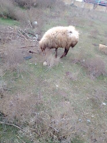 ZİL: 2 dene heyvan diheyvanlar satılır 1 dişi quzu birde qoyun 2 qarın — 14