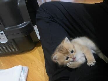 pişik: Britan — 2