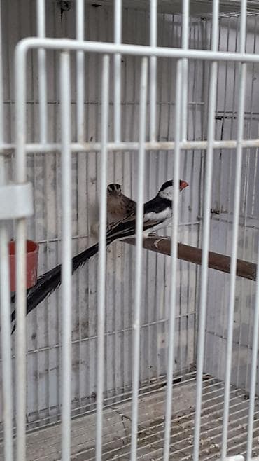 it yuvası satilir: Məhsul: Egzotik dekorativ quşlar cütlük Təsvir: - Növ: Uzun quyruqlu — 7