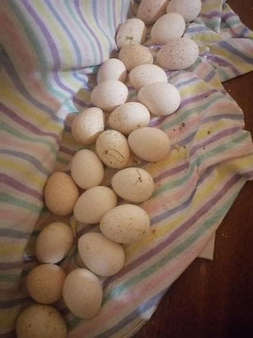 Təbii ev Amerika hüduşka yumurtasi - Ağ və krem rəngli, xırda-xırda