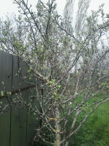 дом на колёсах: 4 комнаты, 110 м² — 2