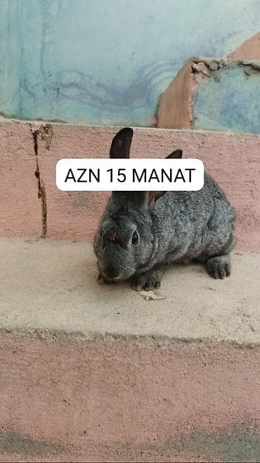 pisikler ucun ev: - Quşqulaq, qısa tüklü, diri və çevik - Ev heyvanı kimi saxlanıla — 4
