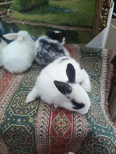 Dovşan yemi 2-azn Bala Dovşanlar 5azn. Apilka (Yonqar 1.50azn)