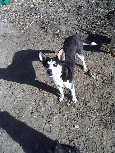 alabay itləri: Xaski 8 Aylk Dişidir 8 Aylk 25 azn — 2