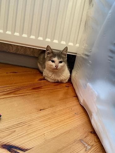 pişik cutləşmə: Yaxşı əllərə — 6