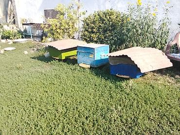 toyuq satılır: Arı ailəsi satılır. Hər yeşik 10 ramkalıdır. Bakvas sortudur. yeşiklə — 1