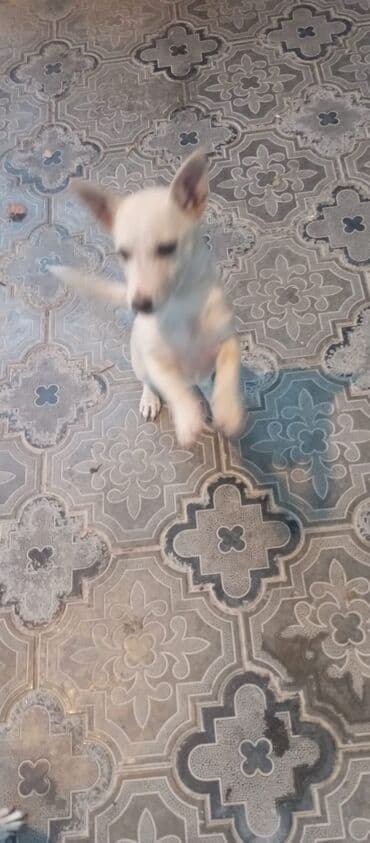 cütləş: Zvonok, 3 ay, Erkek, Cütləşmə üçün — 2