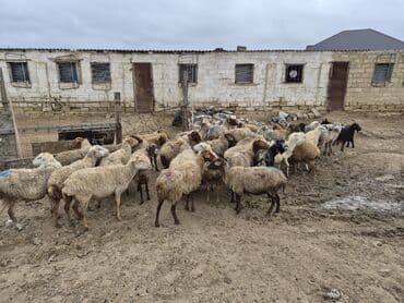 şpits qiyməti: 15 balalı qoyun satlırr iri quzularla qiymət razılaşma yolu iləə — 2