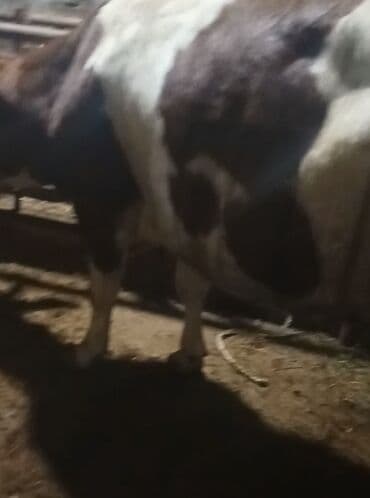 cücə və xoruz təmsil: Dişi, Simental, il: 1, 550 kq, Ətlik — 7