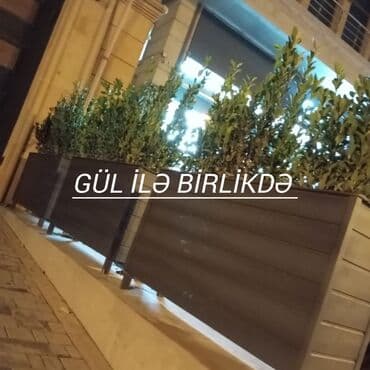 dollar gul: Gül dibçəkləri. İÇİNDƏKİ BİTKİLƏR İLƏ BİRLİKDƏ SADƏCƏ 140 AZN!! — 1