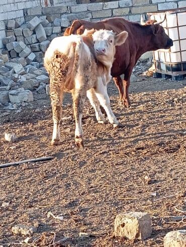 Dana, buzov: Dana, buzov, Erkək, ay: 11, 140 kq, Ətlik — 4