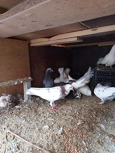 пудель в добрые руки: Məhsul: Ev göyərçinləri sürüsü Təsvir: Çox yaxşı uçan saatlıq — 1