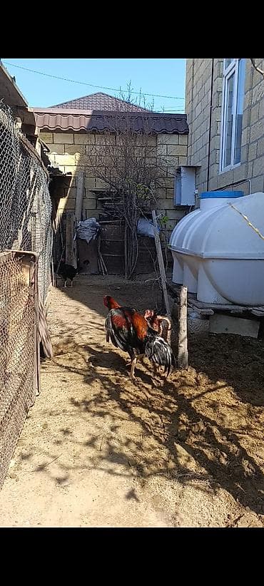 Salam 8 aylığdi ganoi sortudu Cins: Malay tipli döyüş xoruzu və eyni