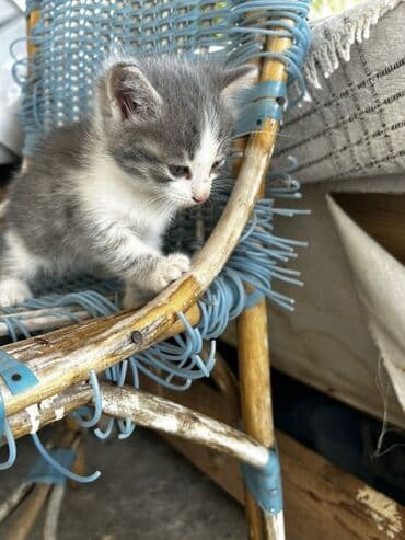 возьму котенка в добрые руки: Yaxşı əllərə, Ünvandan götürmə — 3