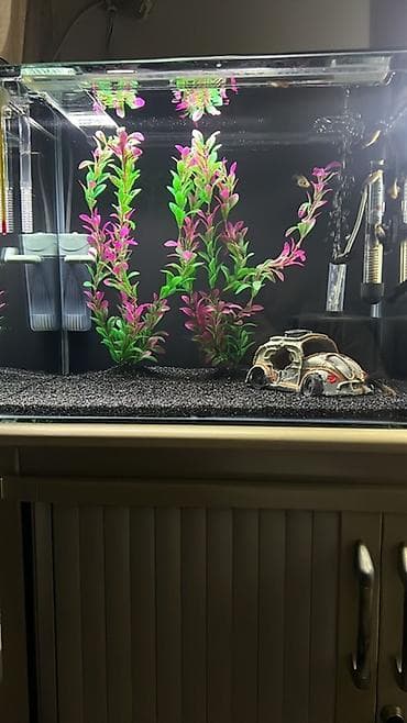 akvarium filteri: Dördbucaq akvarium, Balıqlarla birlikdə, 55 l, Ünvandan götürmə, Ödənişli çatdırılma — 2