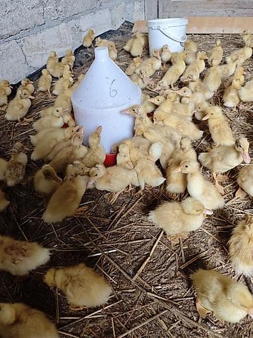 hind qusu satisi: Məhsul: Ördək balaları (cücələr) Təsvir: - Şəkillərdə böyük sayda — 8