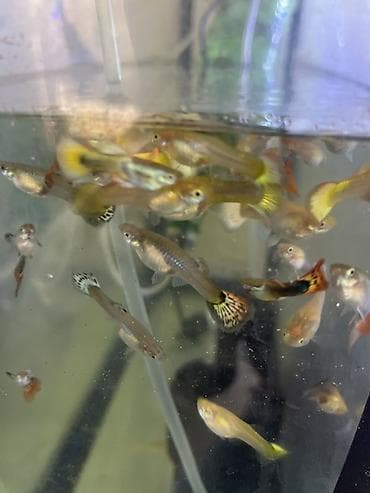 akvarium baligi: Quppi, Sülhsevər — 3