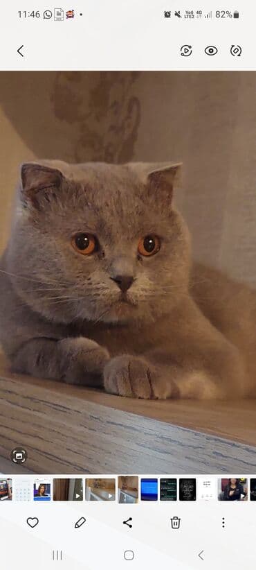 angora pişik: Britan, Erkək — 1