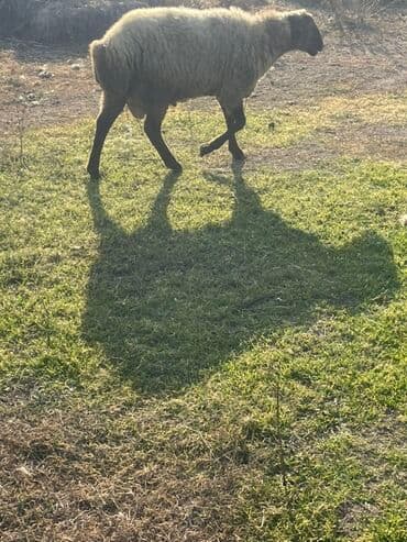 cins qoyunlar: Erkək toğlu 24kq qiyməti 17₼ — 1