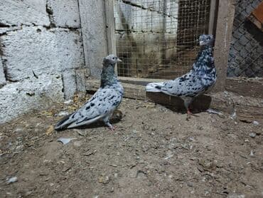 Pişiklər: Növbətçi göyərçin cütü – boz-ağ çalarlı, qara ləkəli “mərmər” rəngdə — 2