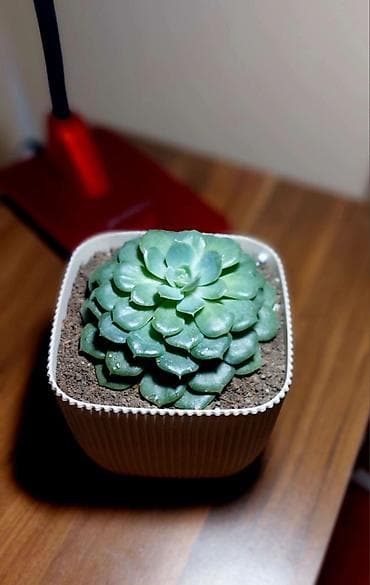 Buket güllər: Qara plastik qabda olan bu şirəli bitki otağınıza və ya ofisinizə — 2