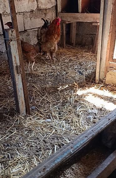 akula sekilleri: Toyuq, Brama, Yumurtalıq — 5