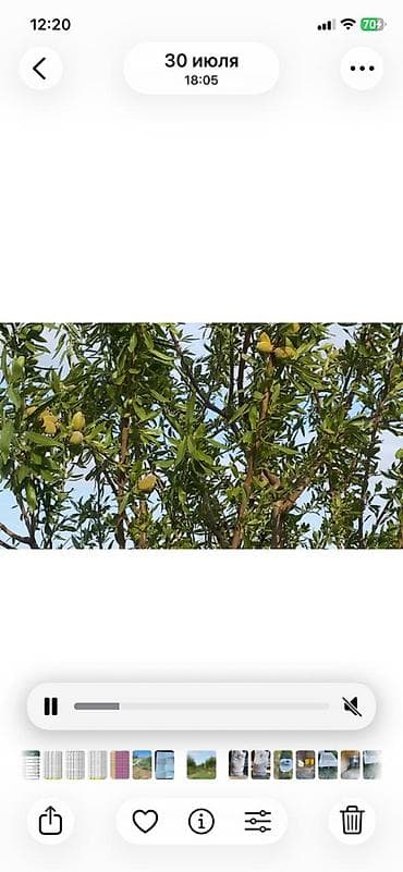 sabirabad ev satışı: 412 sot, Kənd təsərrüfatı, Mülkiyyətçi, Kupça (Çıxarış) — 4