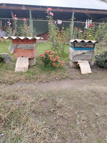 Arıçılıq üçün iki ədəd taxta pətək - Material: taxta gövdə, üst