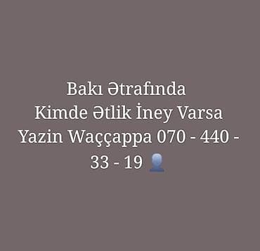 Axtarış: Bakı və ətrafında ətlik inək 🐄 - Məqsəd: ətlik istiqamətdə lalafo.az -da Axtarış: Bakı və ətrafında ətlik inək 🐄 - Məqsəd: ətlik istiqamətdə