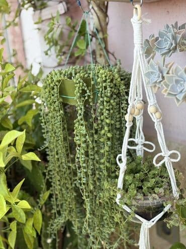 Комнатные растения Крестовник — крупные и мини-растения Каменный