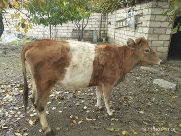 bmw 1 серия 118d at: Dişi, il: 2, Südlük, Ünvandan götürmə — 2