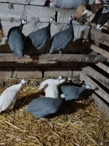 qarderob yuvası giriş zalı: Toyuq, Damazlıq, Ödənişli çatdırılma — 2