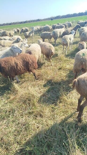 bakida cins ineklerin satisi: Dişi, il: 1, 50 kq, Damazlıq, Ünvandan götürmə — 11