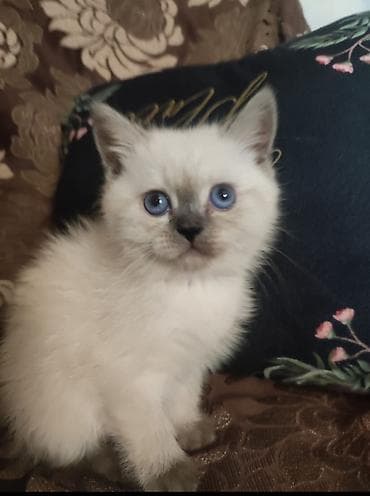 pisiy adlari: Dişi — 1