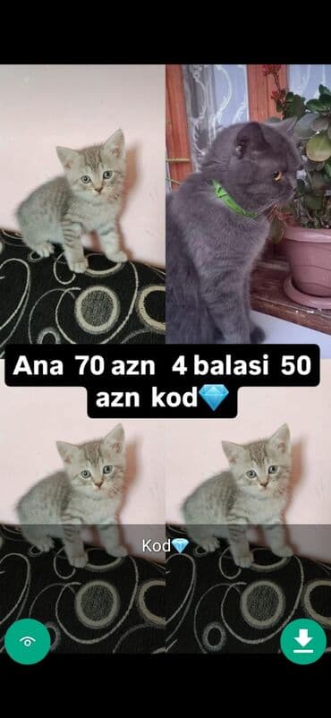 şinşilla pişik: Самец, Самовывоз — 10