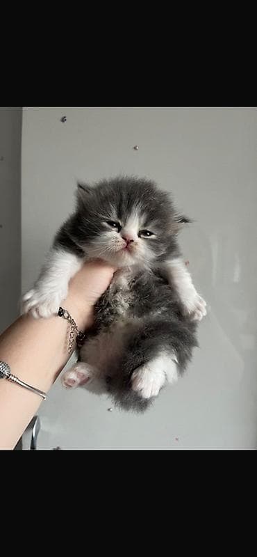 sfinks pişik: Şirin tüklü pişik balaları – uzun tüklü, boz-ağ rəngli - Cins: uzun — 3