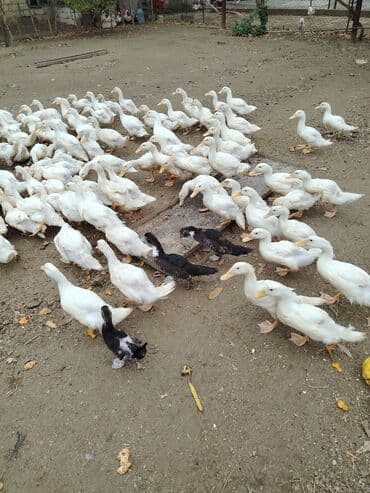 Satışda: ev şəraitində bəslənmiş ördəklər 10 azn hər biri - Cins